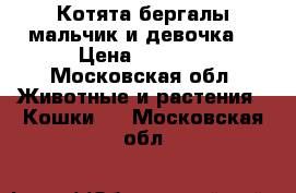 Котята бергалы мальчик и девочка  › Цена ­ 6 000 - Московская обл. Животные и растения » Кошки   . Московская обл.